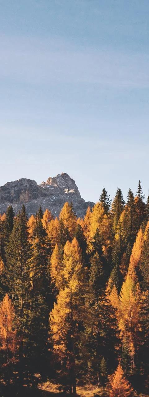 Autumn trees glow gold along a mountain ridge beneath blue sky