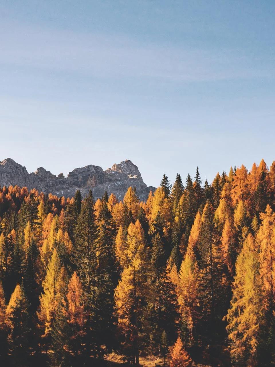 Autumn trees glow gold along a mountain ridge beneath blue sky