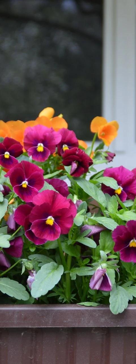 Bright flowers in a planter beneath a dark exterior window