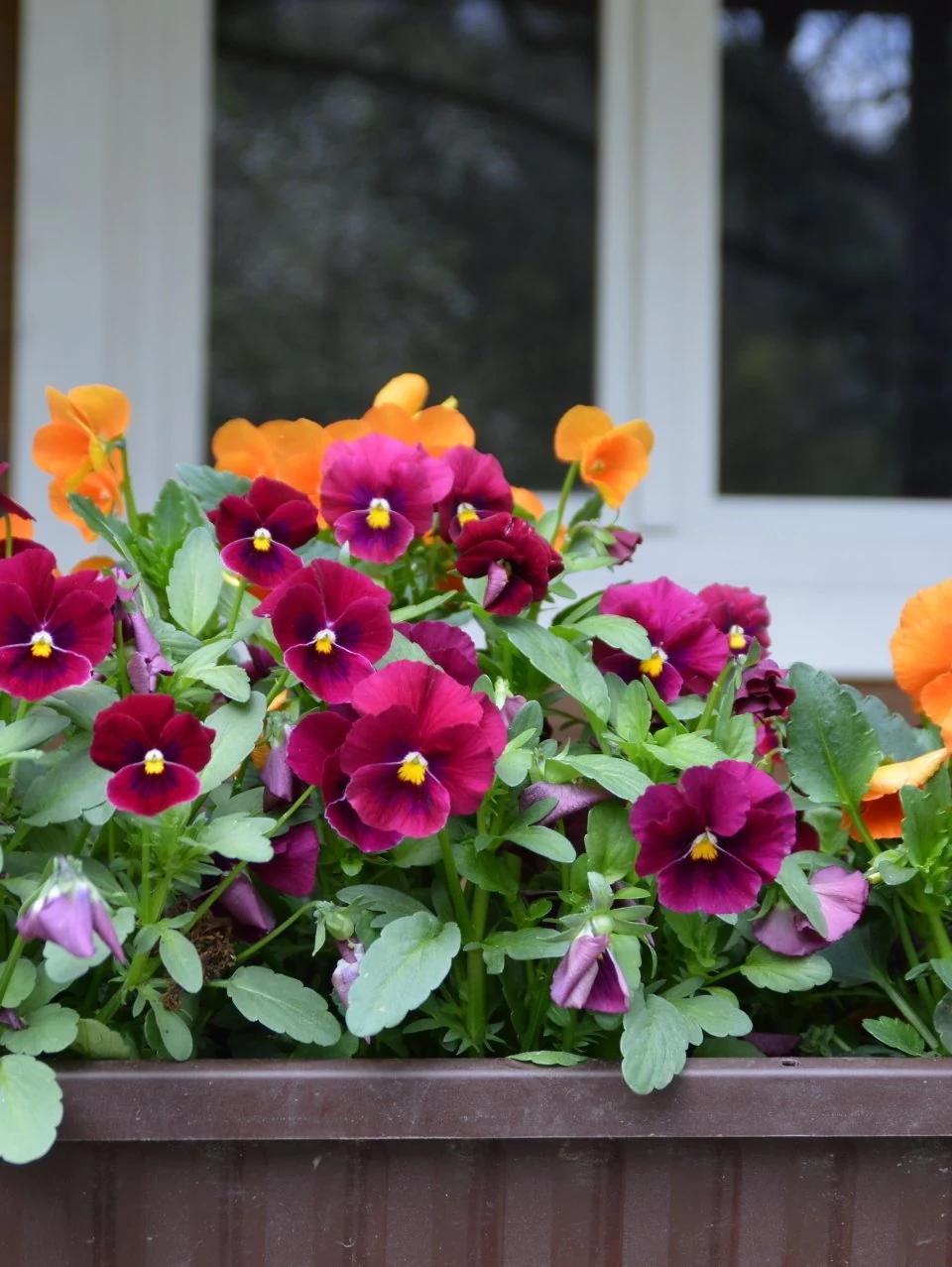 Bright flowers in a planter beneath a dark exterior window
