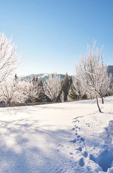 Snow covered trees and mountains line a bright winter landscape